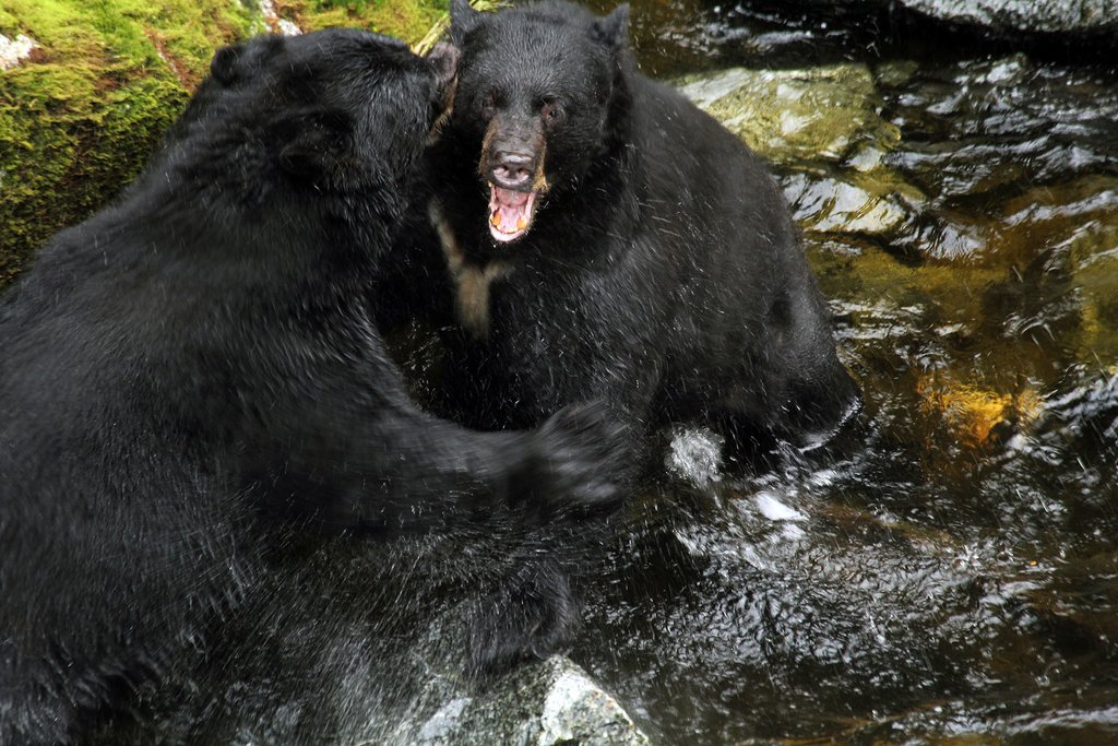 Black bears, Anan Creek, Alaska