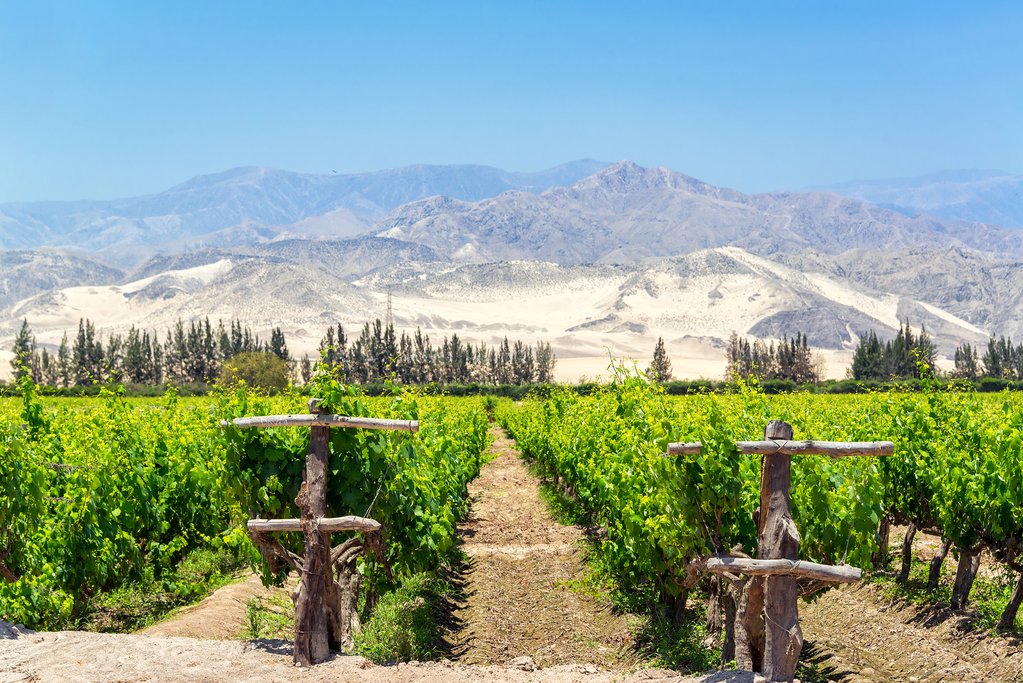 Rows of grape vines in front of the sandy hills