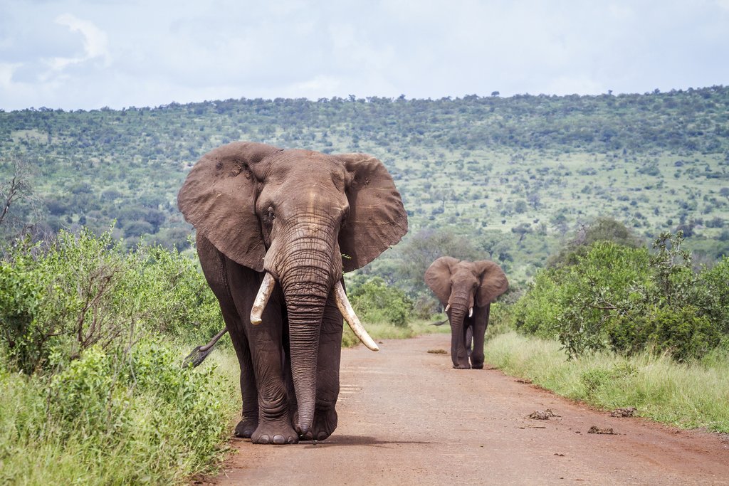 Elephants on the move