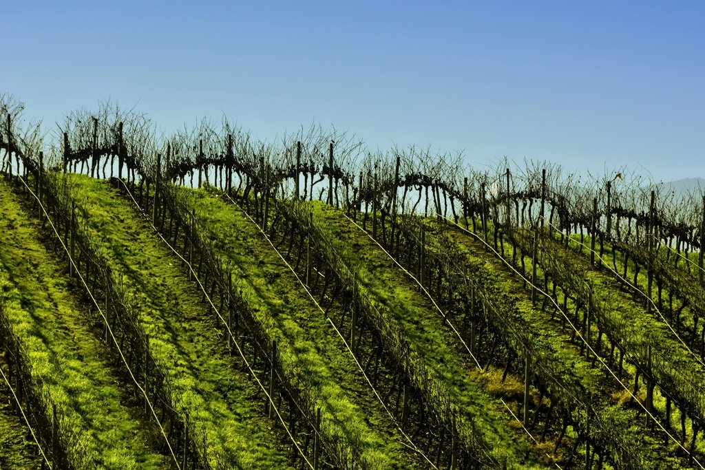 Casablanca Valley's vineyards are located near the coast
