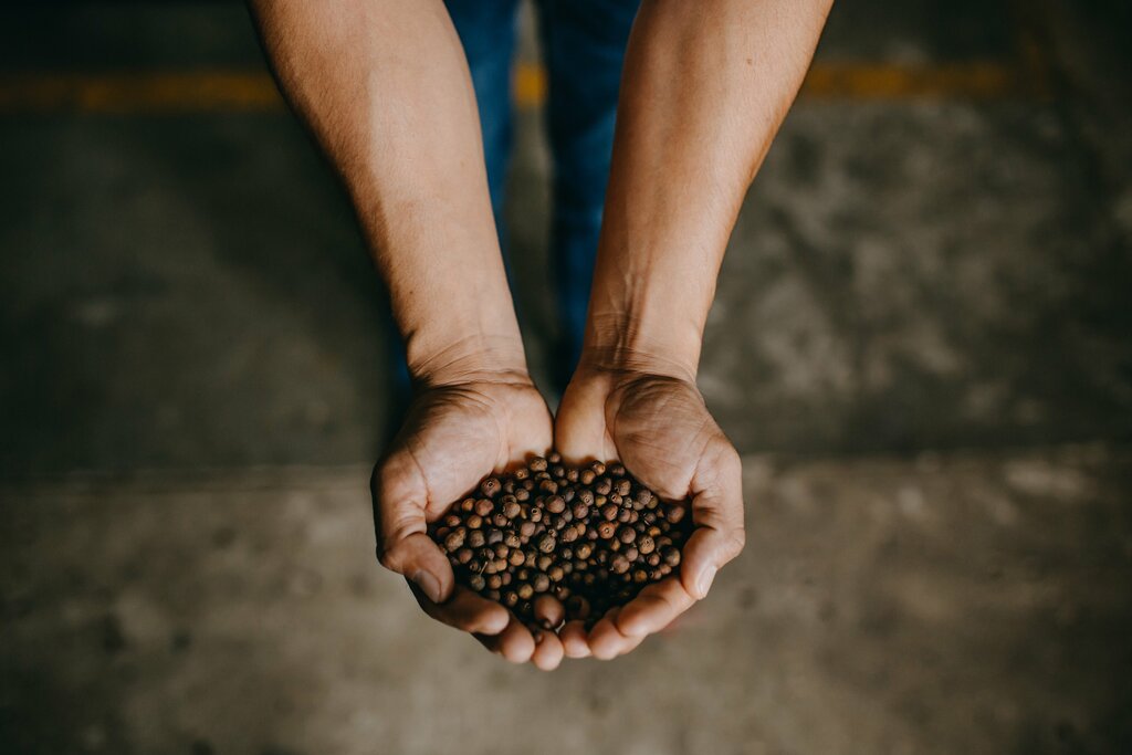 Visit to the coffee plantation