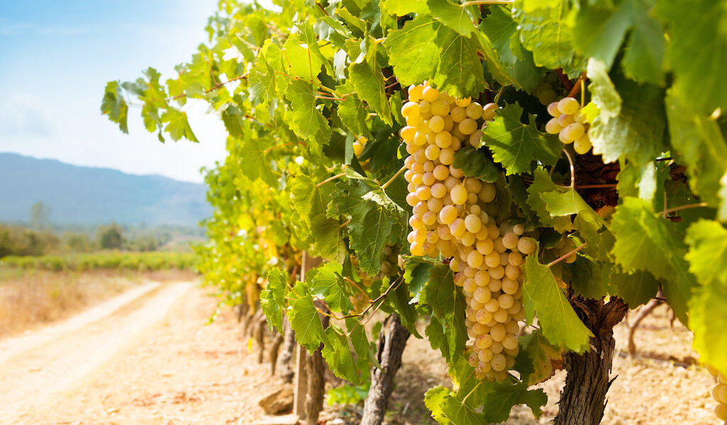 Fertile Valley In South France