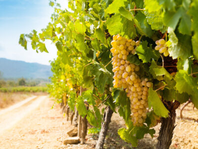 Fertile Valley In South France