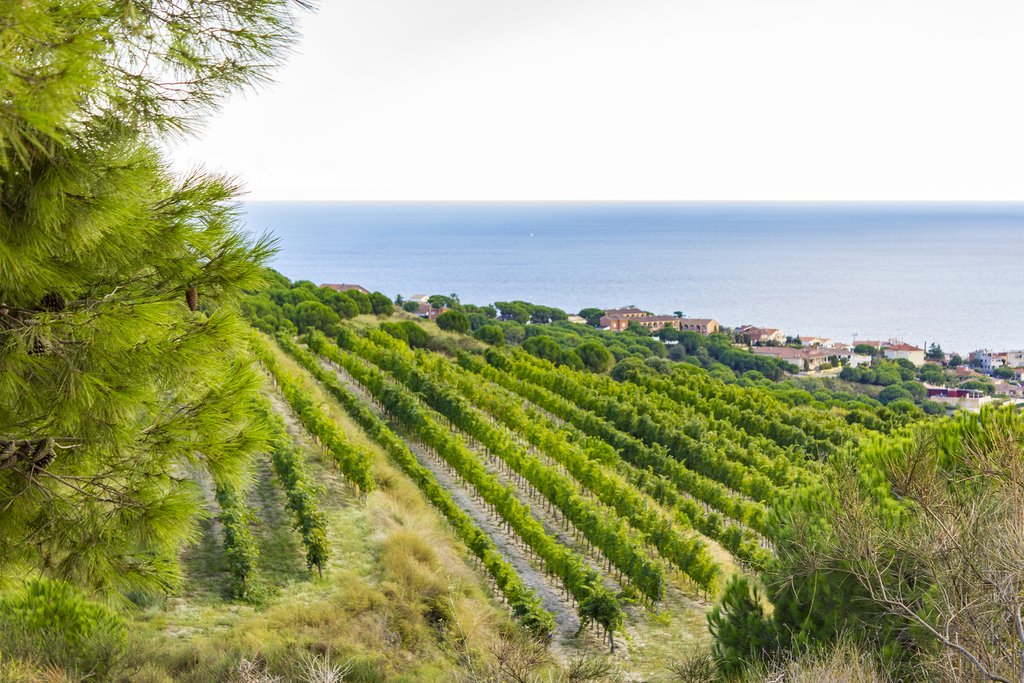 Vineyards in Catalonia