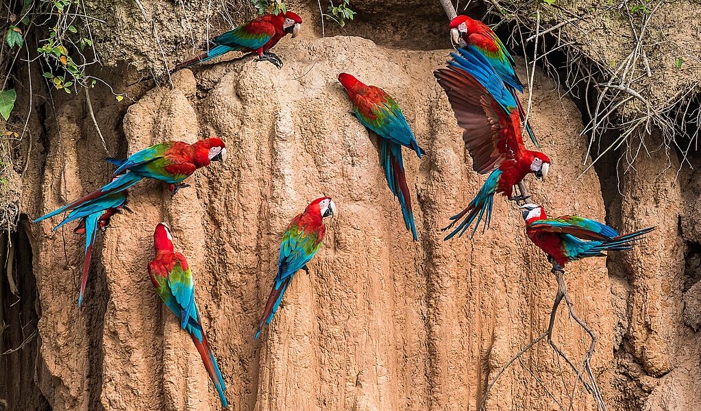 macaws in clay lick in the peruvian Amazon jungle at Madre de Di