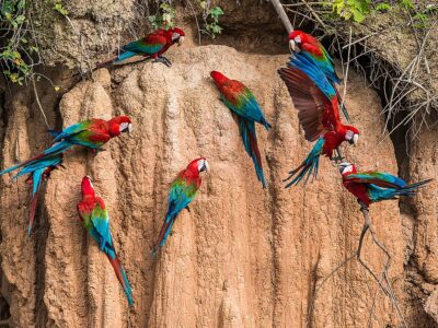 macaws in clay lick in the peruvian Amazon jungle at Madre de Di