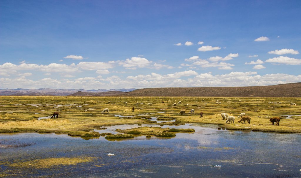 Llamas graze on Peru's altiplano © Kiki Deere