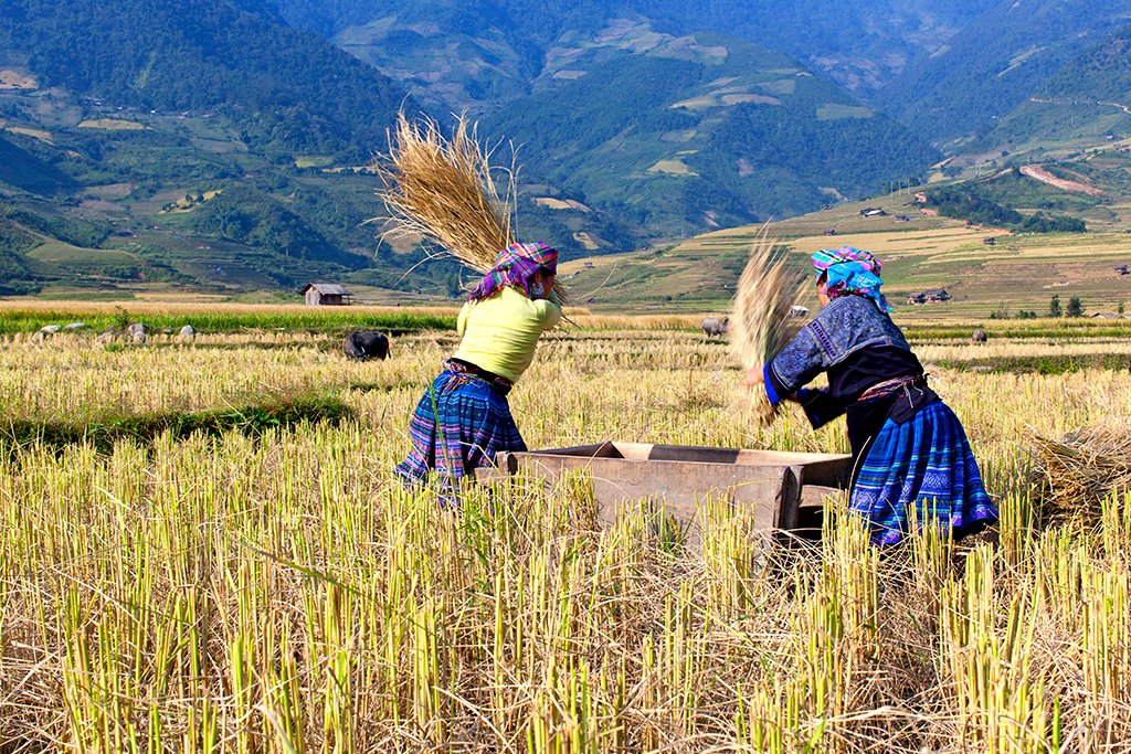 Sapa