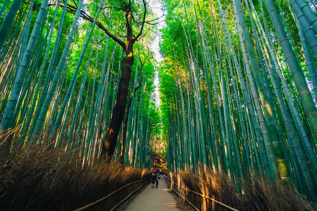 The Arashiyama bamboo forest
