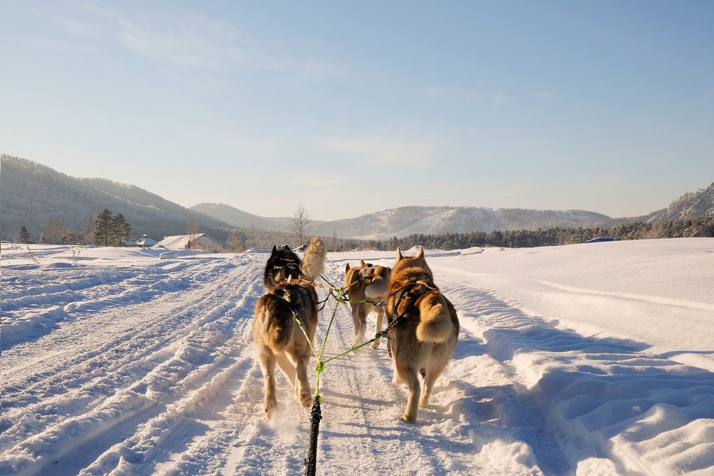 Get to know a fleet of huskies at the farm