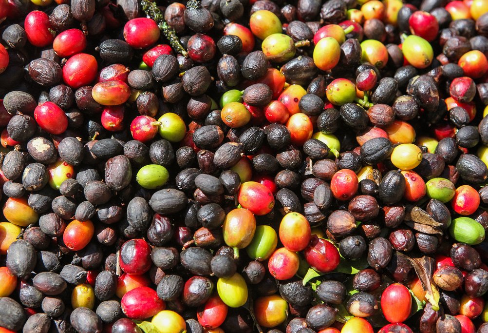 Coffee forms the backbone of this area's economy.