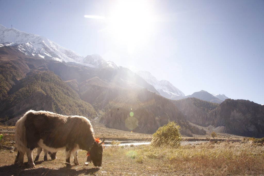 Yak sighting near Thorung Phedi