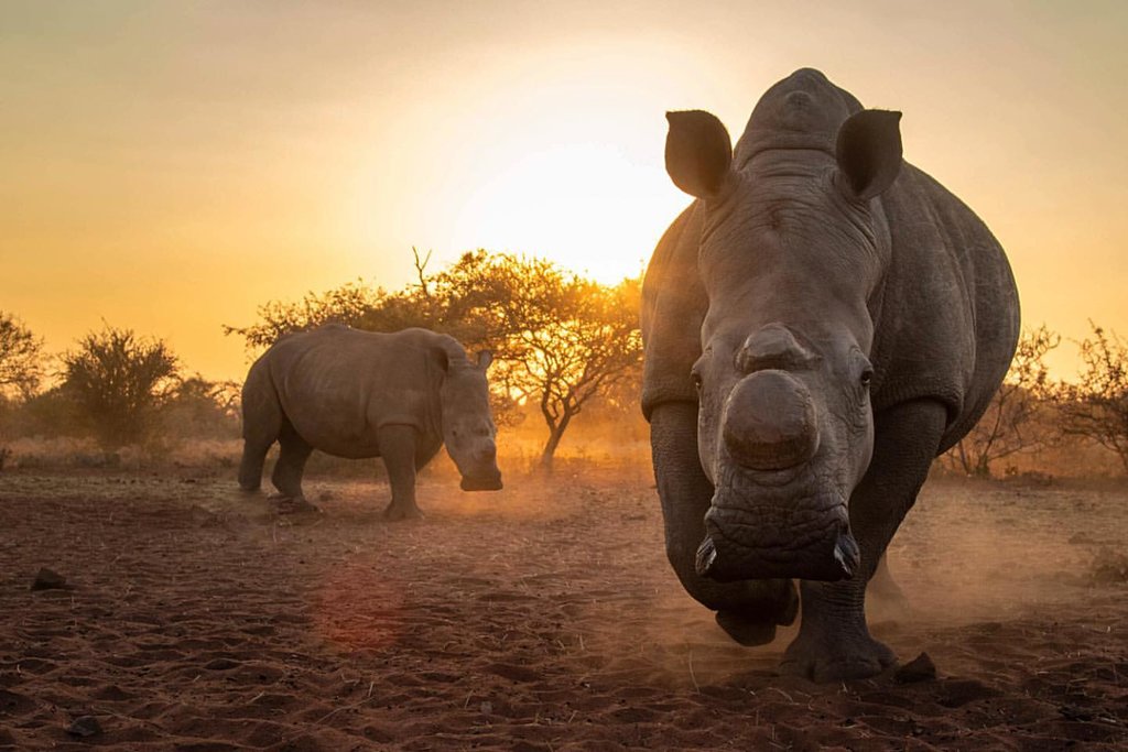 Rare Rhino Photography Game Drive, Plettenberg Bay