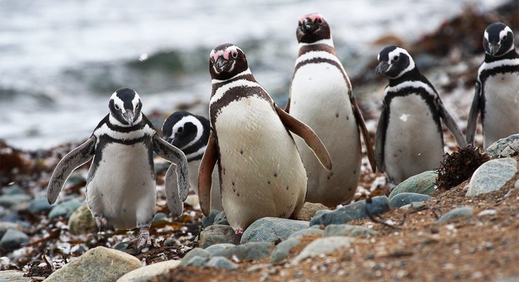 Visit a penguin colony on Magdalena Island