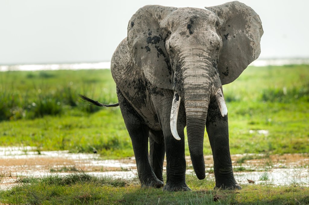 Male elephant in Amboseli park.