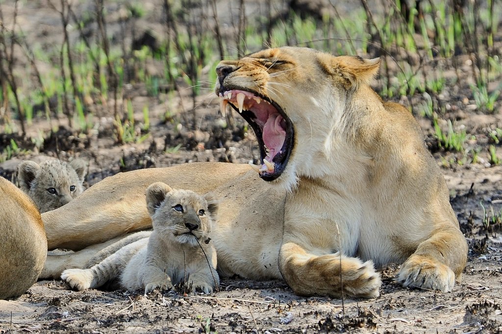 Lioness on game drive
