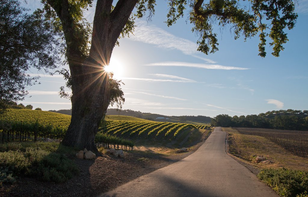 Oak tree in Paso Robles wine country, California