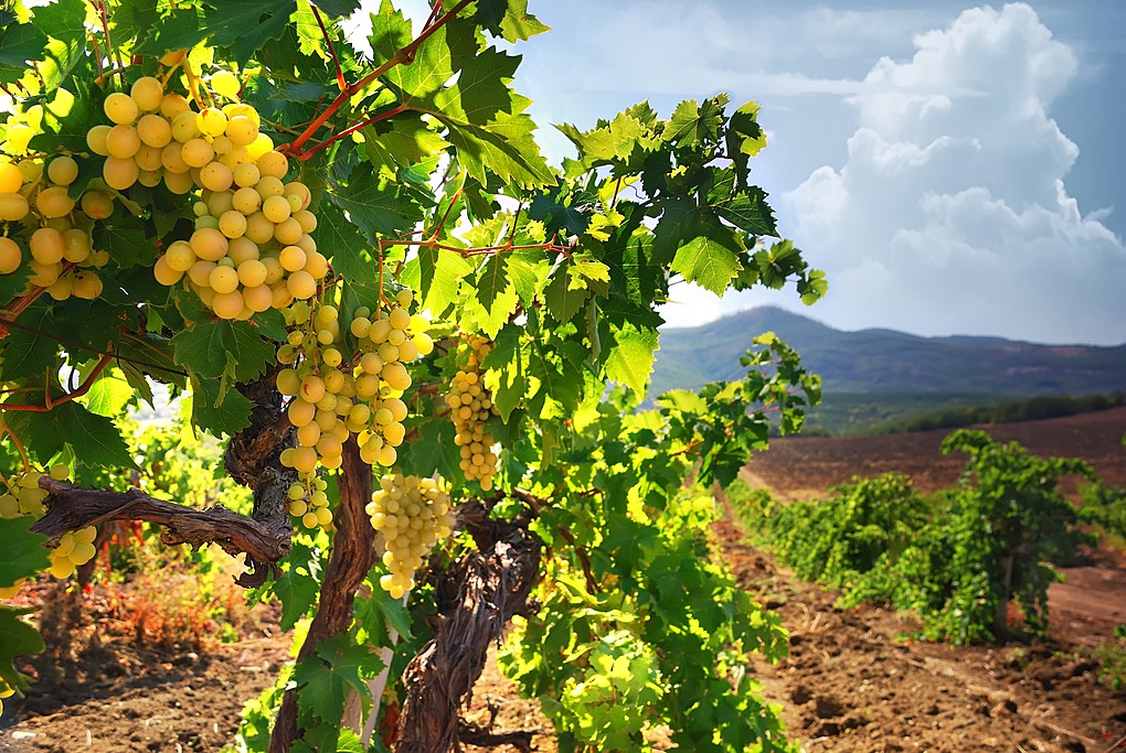 Vineyards in Rioja