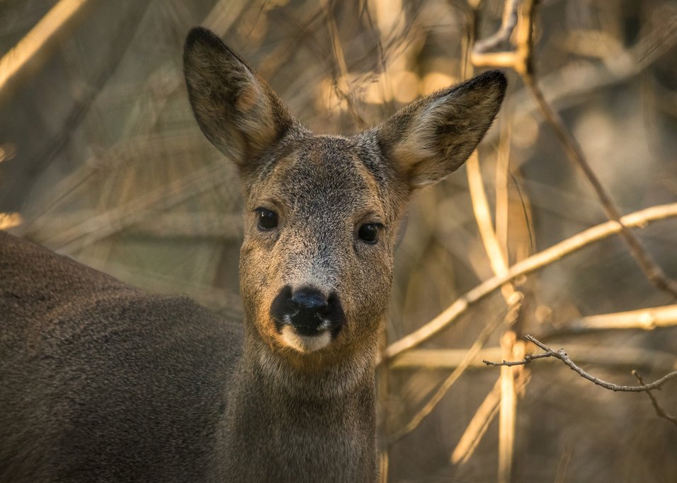 Get up close to deer on the island