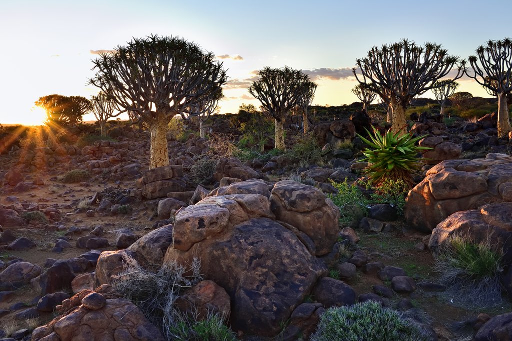 Sunset against the Quiver Tree Forest