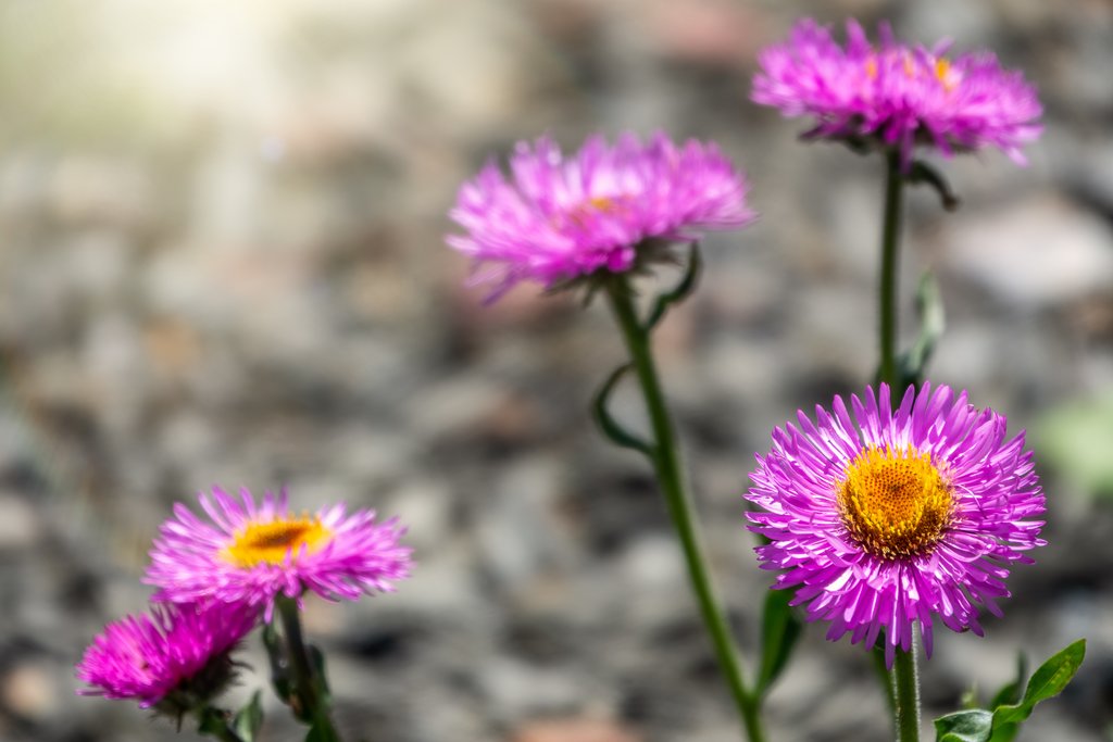 Mountain aster