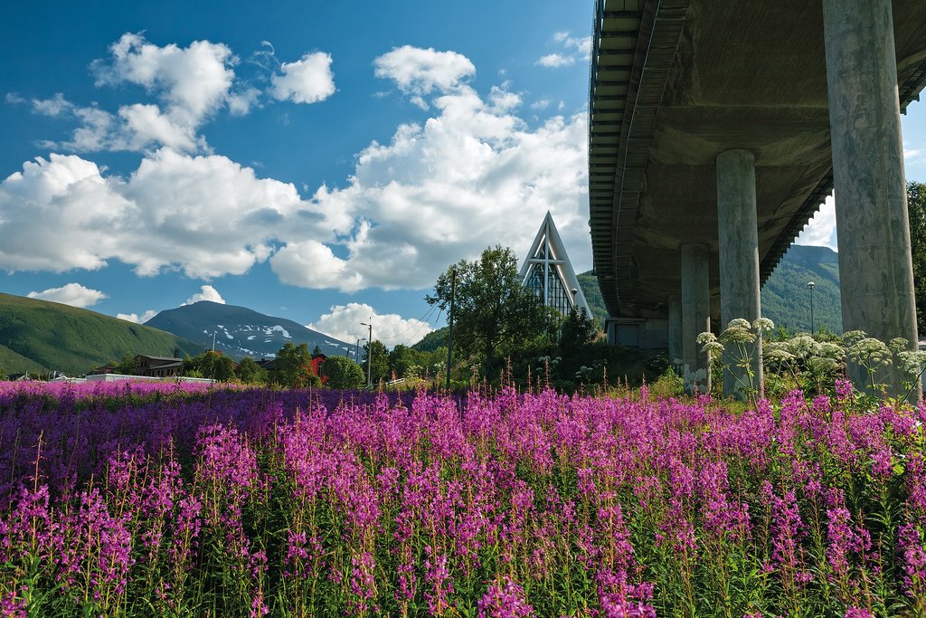 Tromsø's Arctic Cathedral and wildflowers