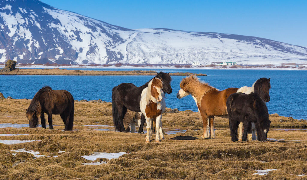 Icelandic Horses