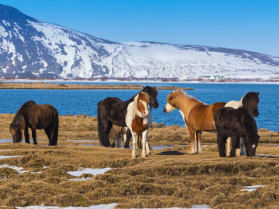 Icelandic Horses