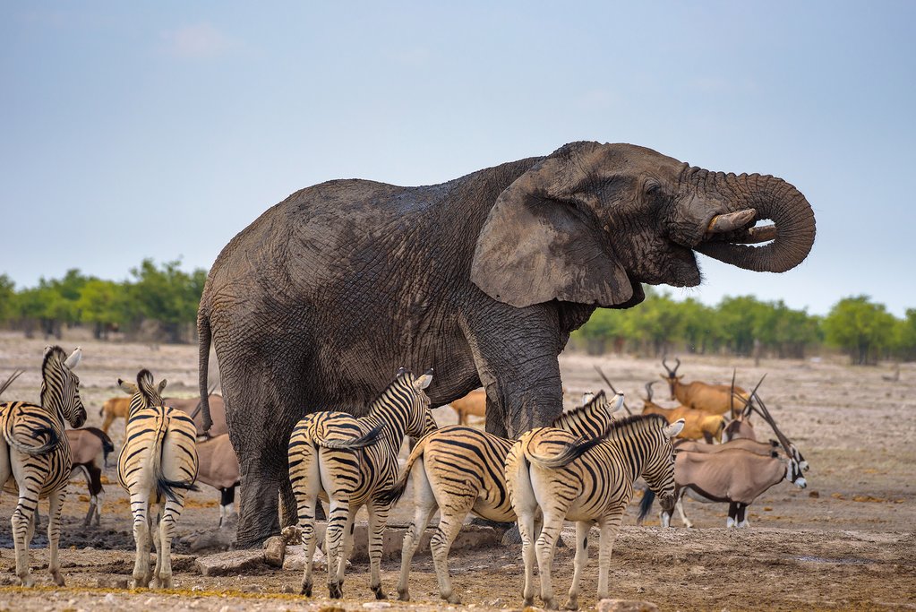 Animals at Etosha National Park