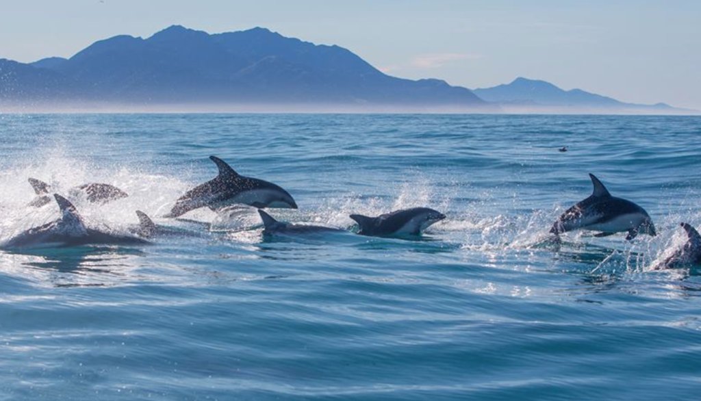 Go whale and dolphin watching in the coastal town of Kaikoura