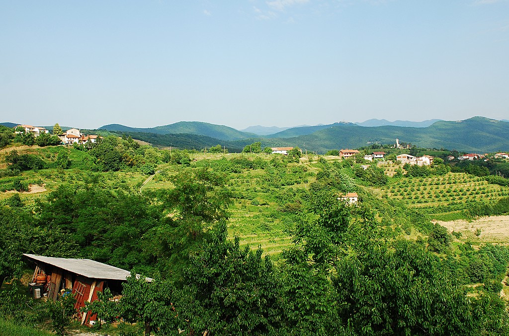 Hilly green landscape in Slovenia's wine country