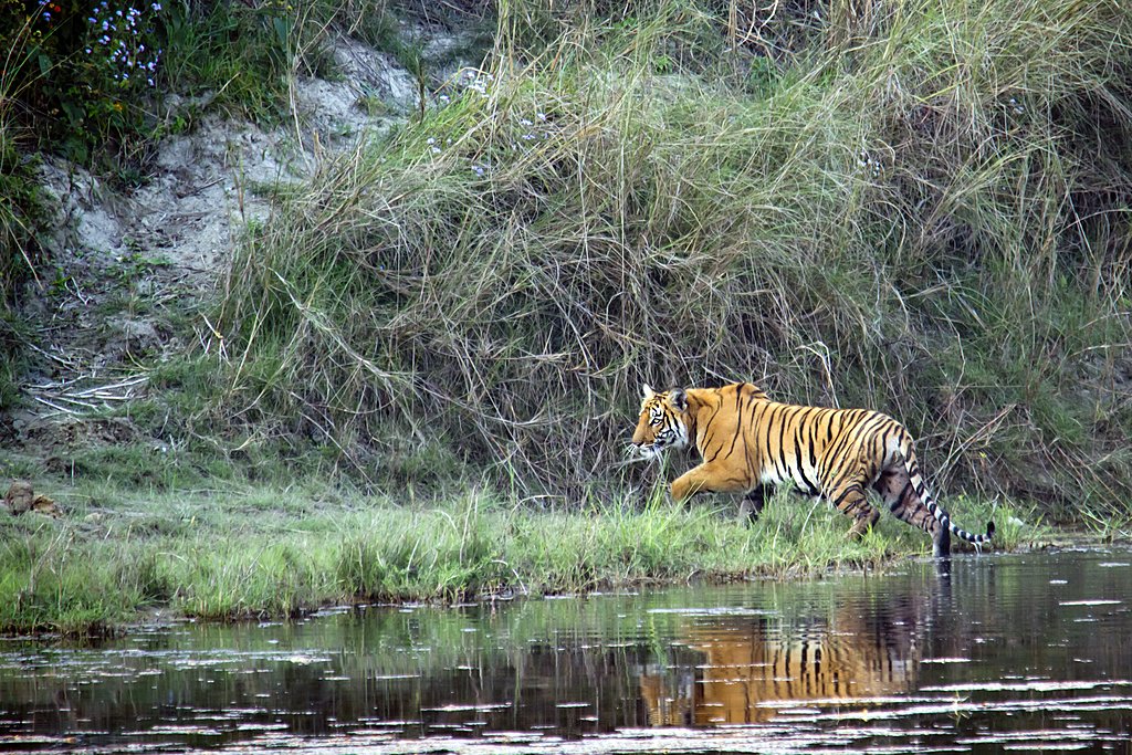 Royal Bengal Tiger crossing the Karnali river in Bardia National Park