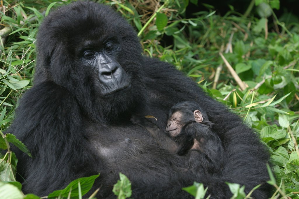 A mountain gorilla with her infant