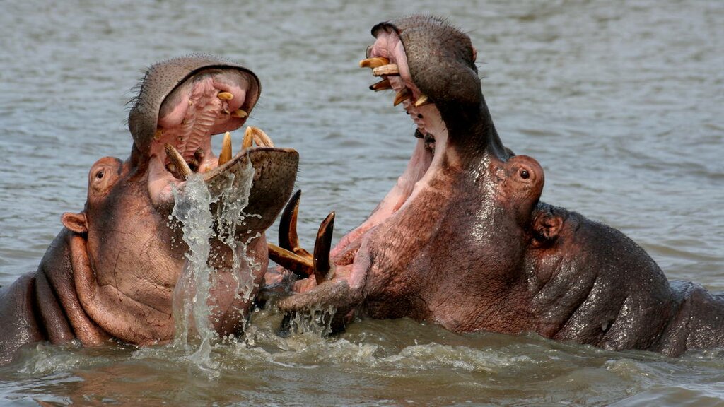 Hippo and Crocodile  Boat Cruise