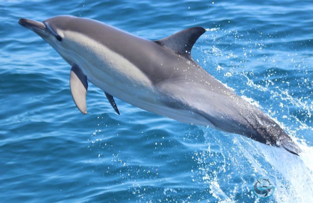 Dolphins