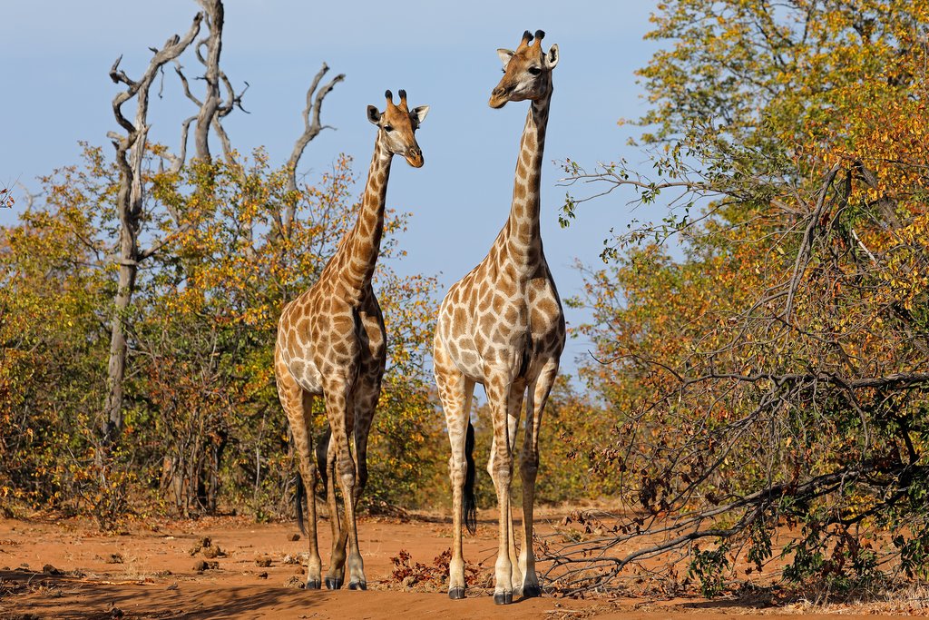 Giraffes on patrol