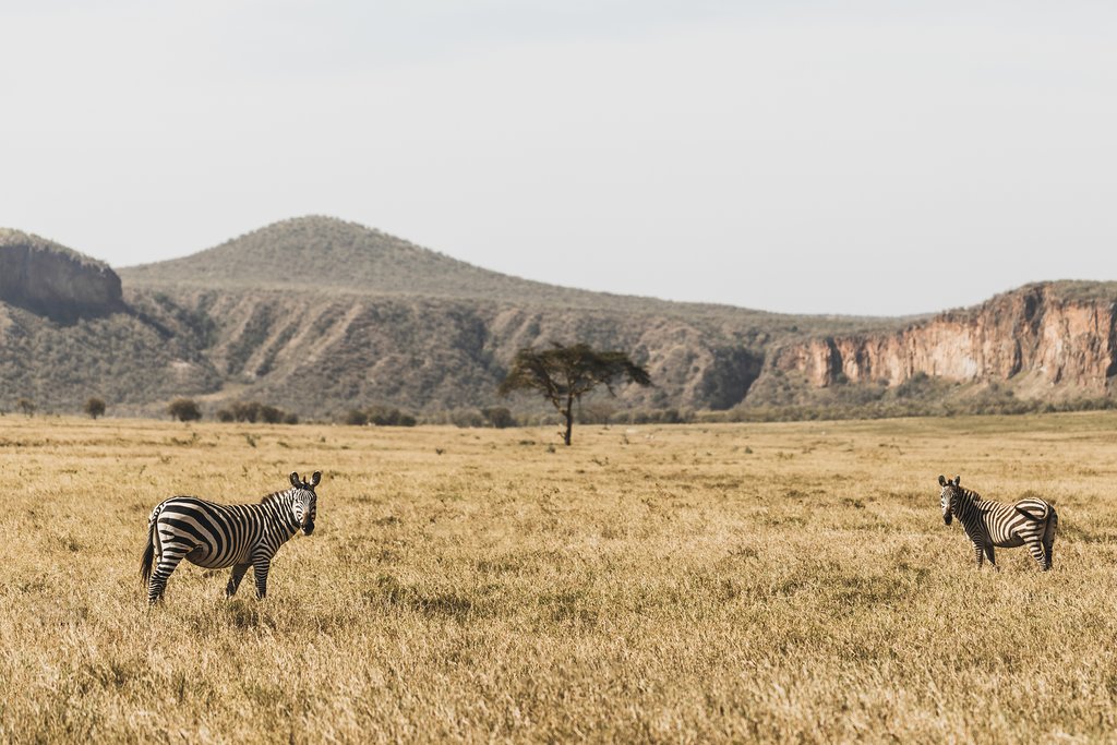 Zebras in Hell's Gate Park