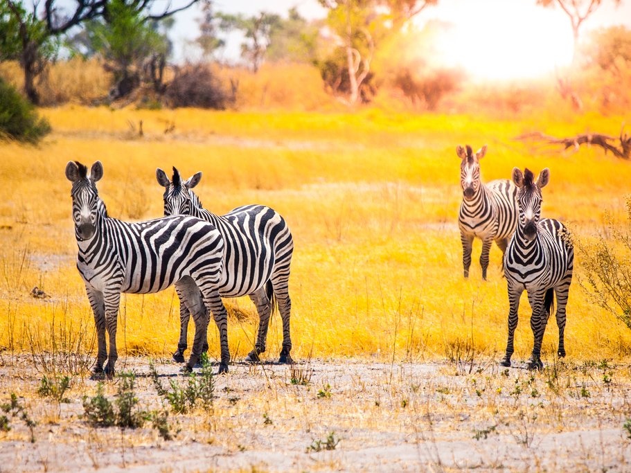 Zebra in Okavango Delta