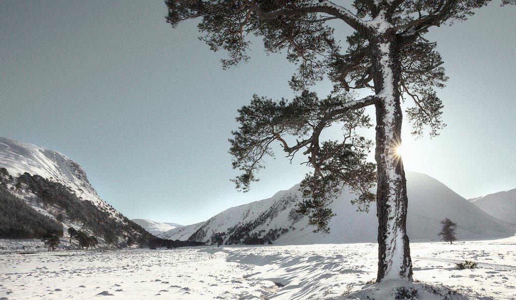 Snowfall and sunshine over Glenmore Forest Park.