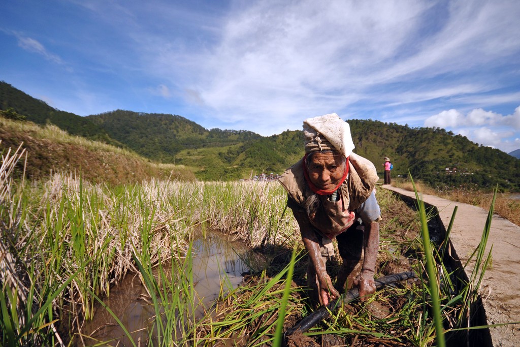 A woman works the rice fields