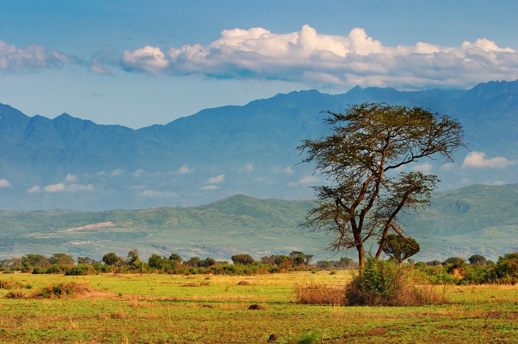 The African savannah
