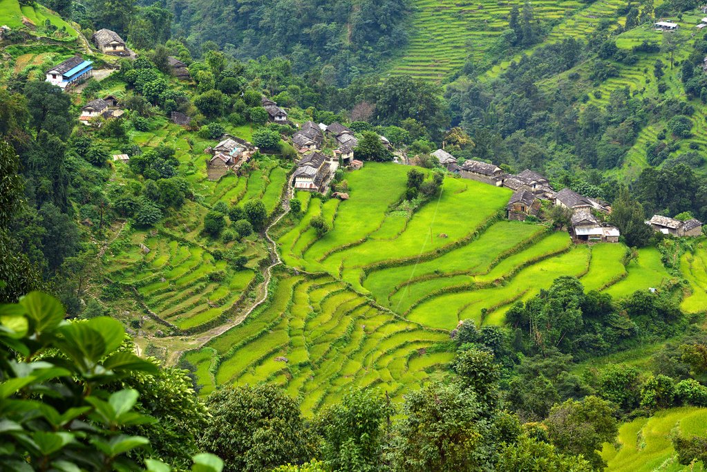 Rice fields near Landruk