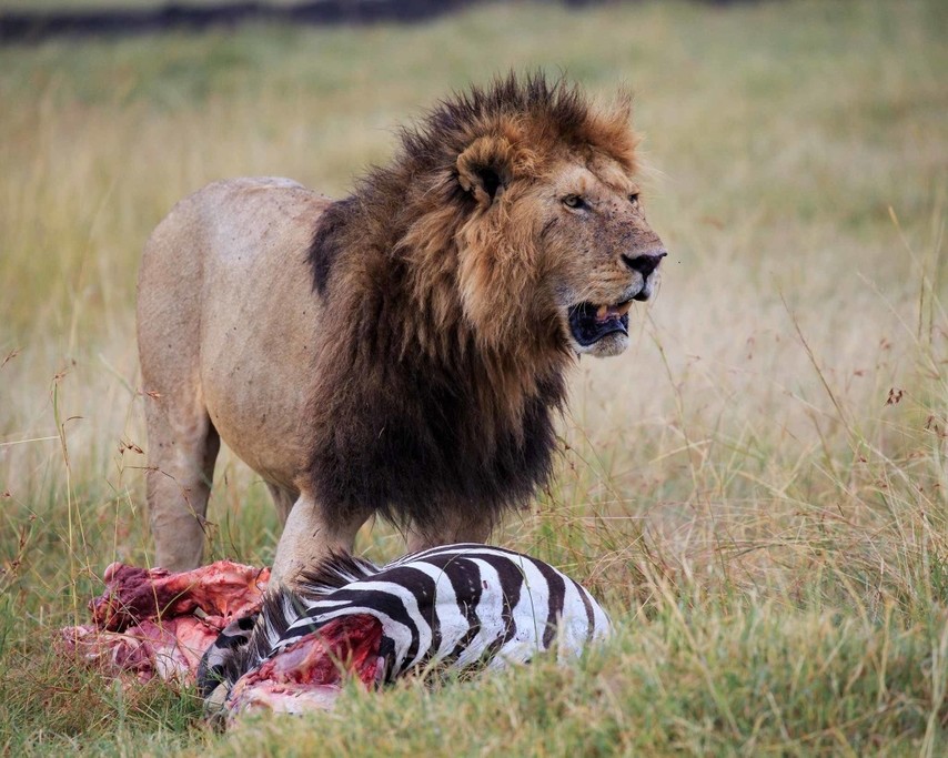 A lion with its prey in Masai Mara Park