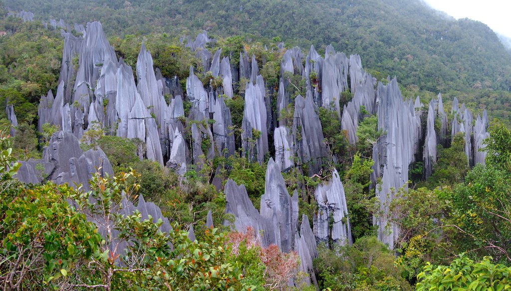 Limestone pinnacles at Gunung Mulu National Park