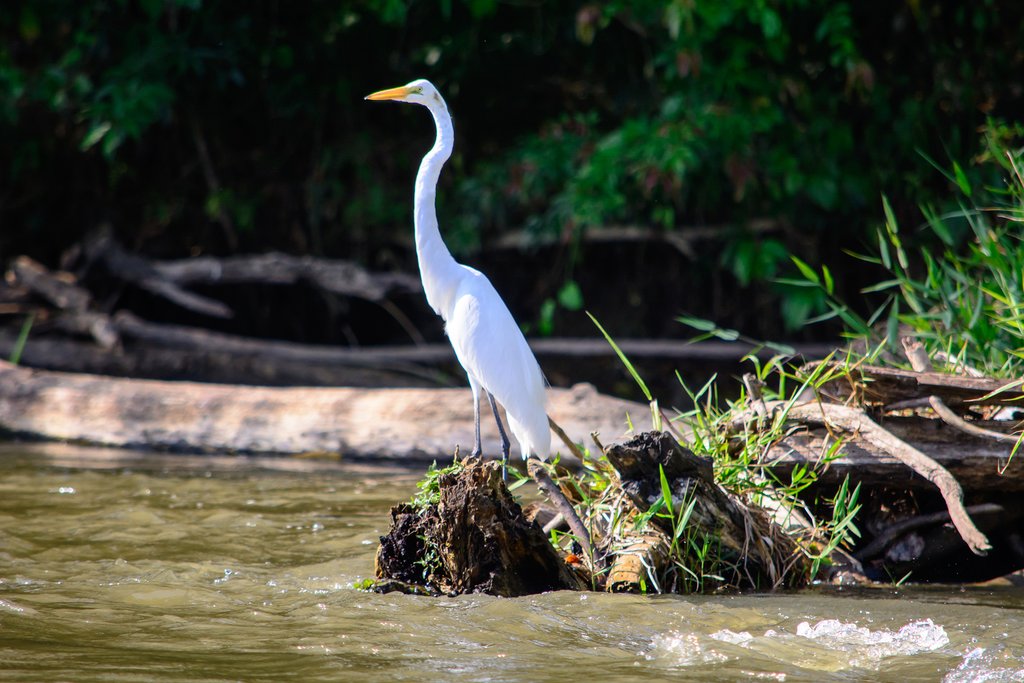 An egret perched on a log in the San Juan River
