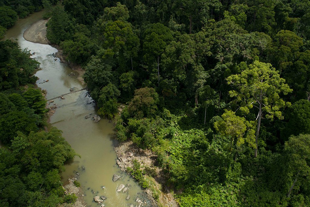 A bird's eye view of the rainforest