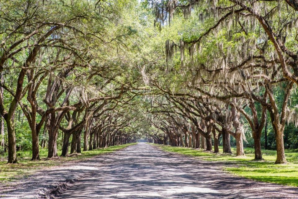 Wormsloe Historic Site, courtesy of Explore Savannah