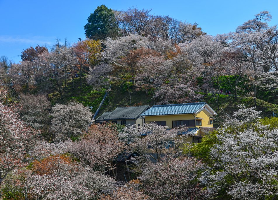 Cherry Blossoms in Yoshino Park, Japan