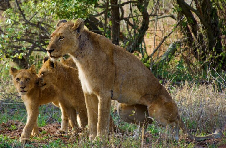 Best Time Of Year To Visit Kruger National Park