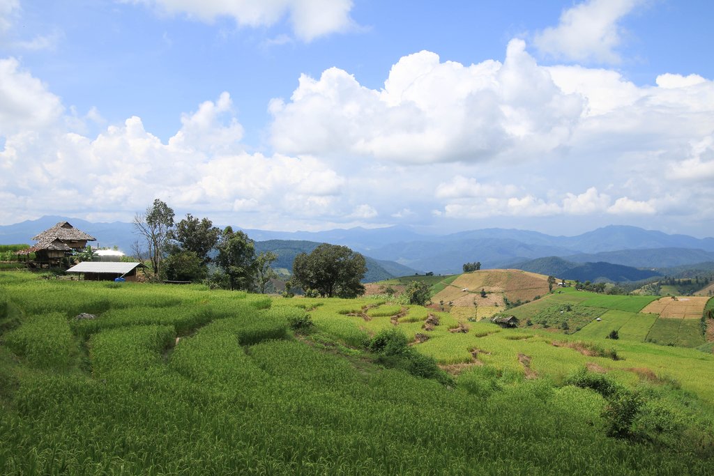 Terraced Rice Paddies of Northern Thailand